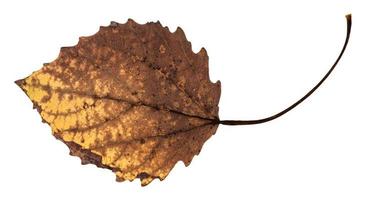 back side of decayed dried leaf of aspen tree photo