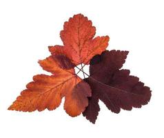 collage de hojas rojas otoñales del árbol viburnum foto