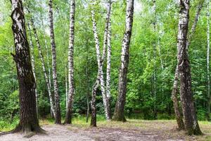 birch trees on meadow in green forest on summer photo