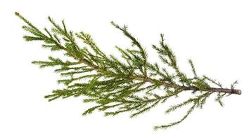 fresh branch of spruce tree isolated on white photo