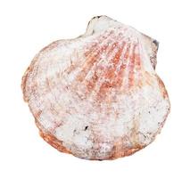 brown shell of scallop isolated on white photo