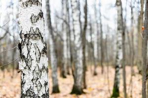 birch tree trunk close up and bare trees in grove photo