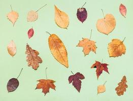 various dried autumn fallen leaves on light green photo