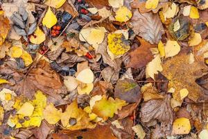 top view of wet various fallen leaves in late fall photo