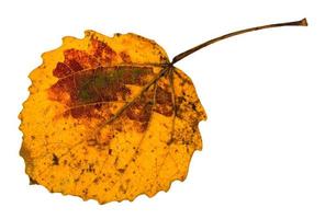 autumn yellow fallen leaf of aspen tree isolated photo