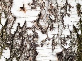 corteza arrugada en el tronco del árbol de abedul de cerca foto