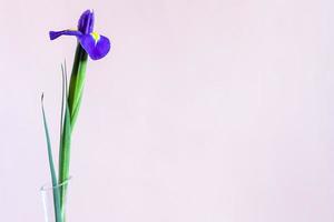 sola flor de iris azul fresco con fondo rosa foto