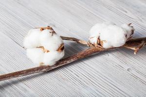 natural dried branch of cotton plant on gray photo