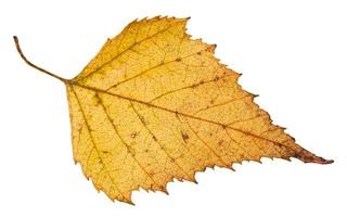 fallen leaf of birch tree isolated on white photo