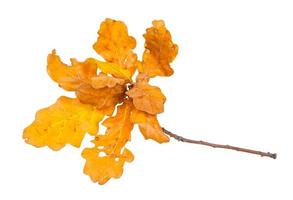 twig with yellow and brown oak leaves in autumn photo