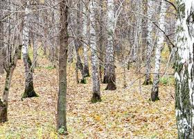 arboleda de abedules y hojas caídas en pank a finales de otoño foto