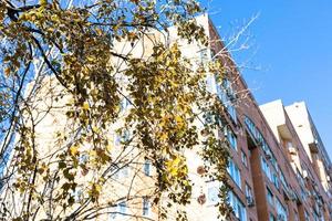 yellow birch twigs and high-rise apartment house photo