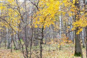 yellow leaves of maple and bare trees in city pank photo