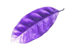 abstract purple dry leaves isolated on a white background tropical dry leaves clipping path. photo