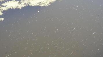 pequeños peces en el río video