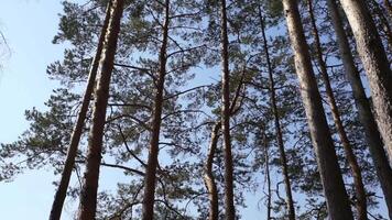 pijnboom bomen Aan de wind video