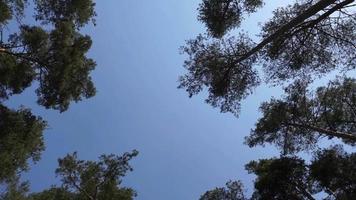 copas de los pinos en el viento video