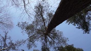 pijnboom bomen tops Aan de wind video