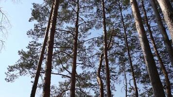 pijnboom bomen Aan de wind video