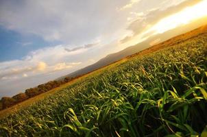 hermosa puesta de sol en la naturaleza foto