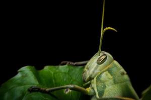 saltamontes verde sobre fondo negro foto