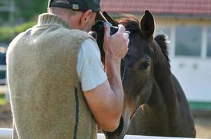 fotógrafo y caballo foto