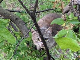 A beautiful cat is playing, resting and sleeping. photo