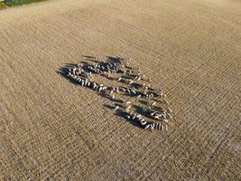 gran grupo de corderos y ovejas británicos en granjas, vista de ángulo alto de drones en bedfordshire inglaterra foto