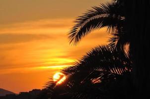 palm branches background photo