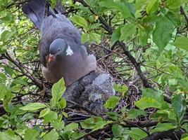 Nest of pigeons on a tree. photo