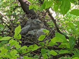 Nest of pigeons on a tree. photo