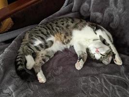 A beautiful cat is playing, resting and sleeping. photo