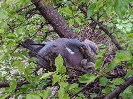 Nest of pigeons on a tree. photo
