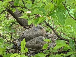 Nest of pigeons on a tree. photo