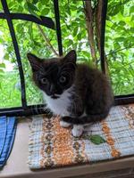 A beautiful cat is playing, resting and sleeping. photo