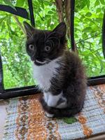A beautiful cat is playing, resting and sleeping. photo