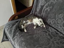 A beautiful cat is playing, resting and sleeping. photo