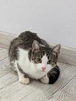 A beautiful cat is playing, resting and sleeping. photo