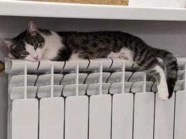 A beautiful cat is playing, resting and sleeping. photo