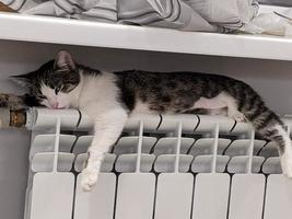 A beautiful cat is playing, resting and sleeping. photo