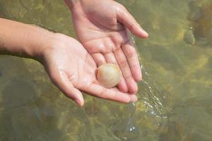 White shell on women palms at the sea background. photo