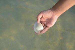 A big white shell in women palms. In the sea. photo