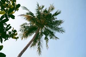 High Angle view of Coconut tree with leaves of tree. Vintage background. photo