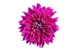 Pink flower with clipping path on isolated white photo