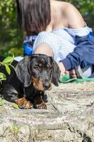 retrato de primer plano de cachorro dachshund. foto