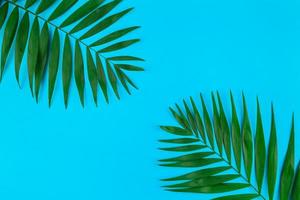 Tropical palm leaves on color paper background photo