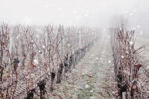 Vineyard in the snow photo