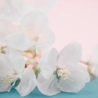 Apple blossoms over blurred color background photo