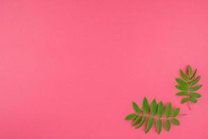 Green rowan tree leaves on bright pink background photo