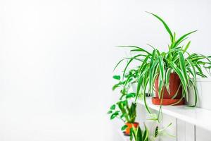 decoración del hogar de plantas verdes sobre fondo blanco foto